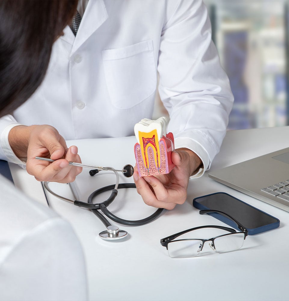 model of root canal during doctor consultation